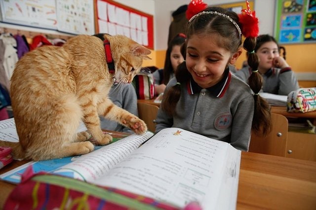 Верните нам учёного кота: школьному любимцу запретили появляться на уроках – и тогда дети стали писать ему письма