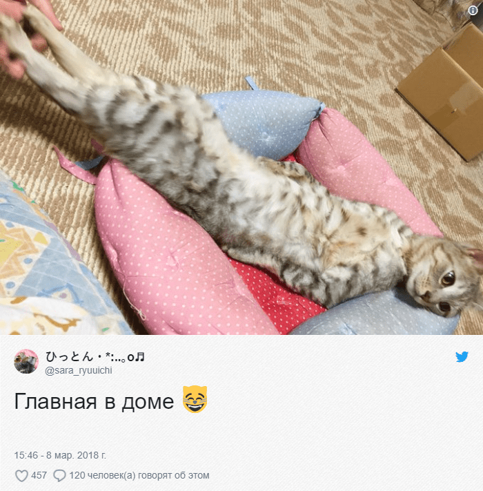 В Твиттере японцы меряются длиной своих котов и даже устроили флешмоб
