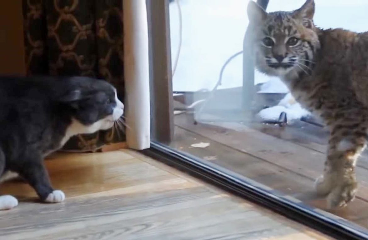 Домашний кот защищает свой дом от рыси