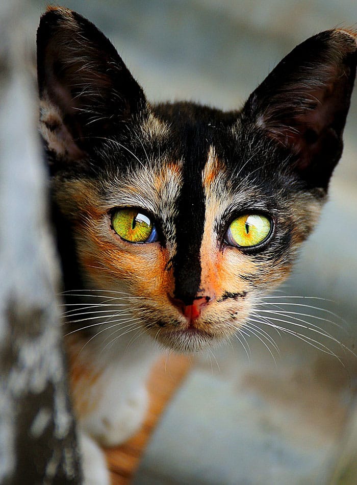 15+ красивейших кошек в мире