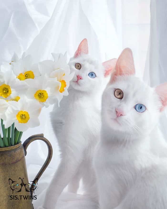 15+ красивейших кошек в мире