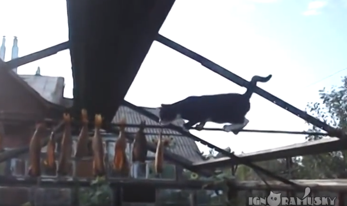 Неуклюжий кот пытается стащить вяленую рыбу: смешное видео
