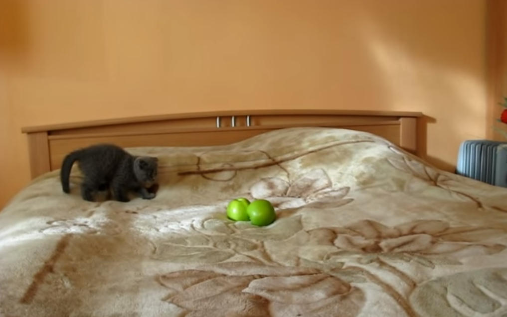 Кот против яблок: забавный малыш играет с яблоками