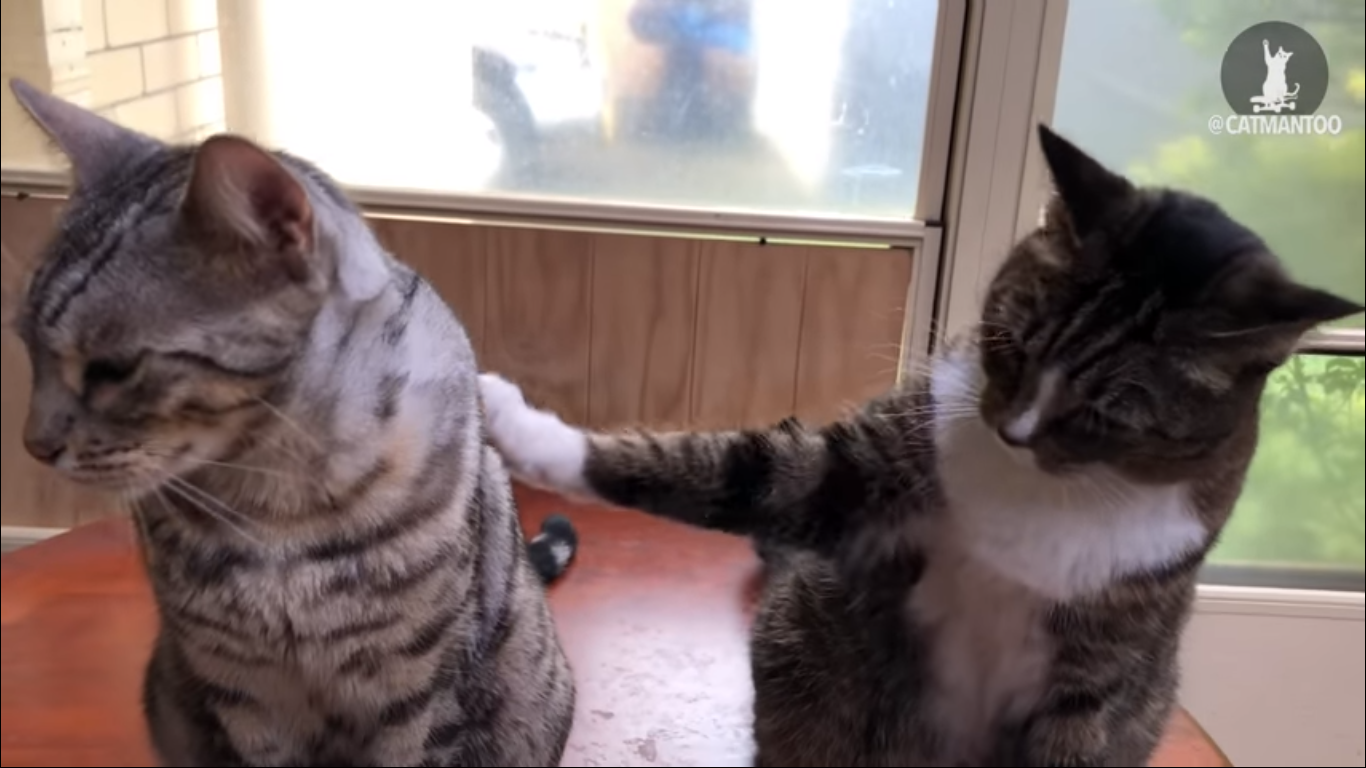 Кот-ябеда сдал друга с потрохами: смешное видео