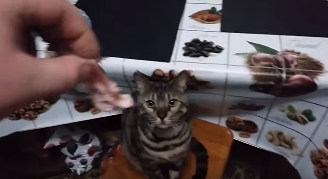 Котик стесняется кушать: милое видео