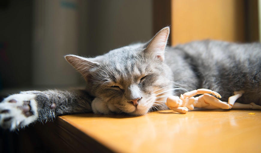 Жизнь домашних кошек – что нужно для полного счастья