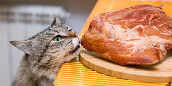 5 самых распространенных заблуждений о питании кошек