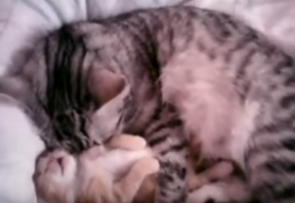 Мама-кошка в два счета убаюкала беспокойного котенка: милое видео