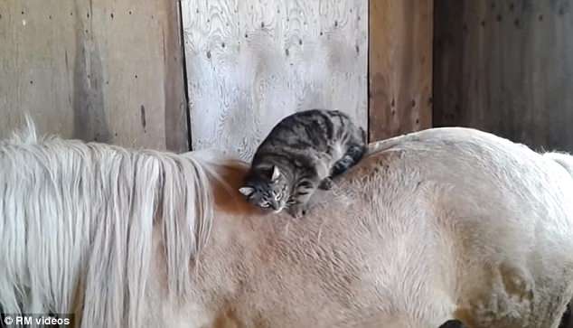 Какая неудобная лошадь: котик пытается улечься на спине пони