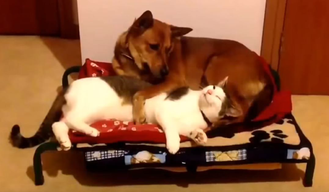 Кошки занимают собачьи кровати – реакция собак