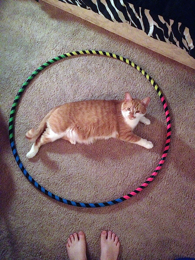 Как усадить кота в центр круга: забавный флешмоб