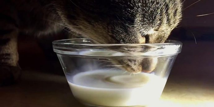 5 самых распространенных заблуждений о питании кошек
