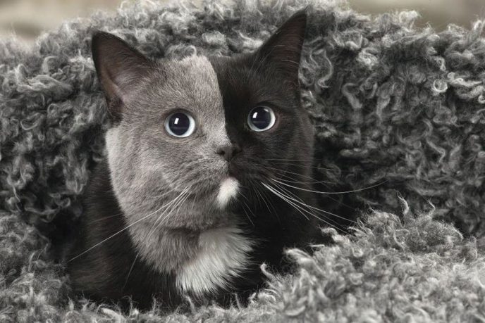 Двуликий котенок вырос настоящим красавцем