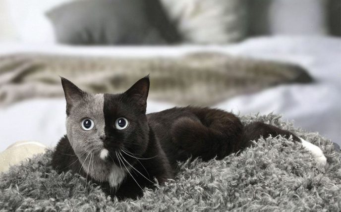 Двуликий котенок вырос настоящим красавцем