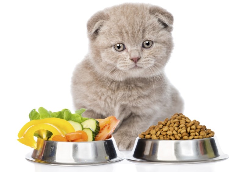 Основной перечень натуральных продуктов в рационе кошки