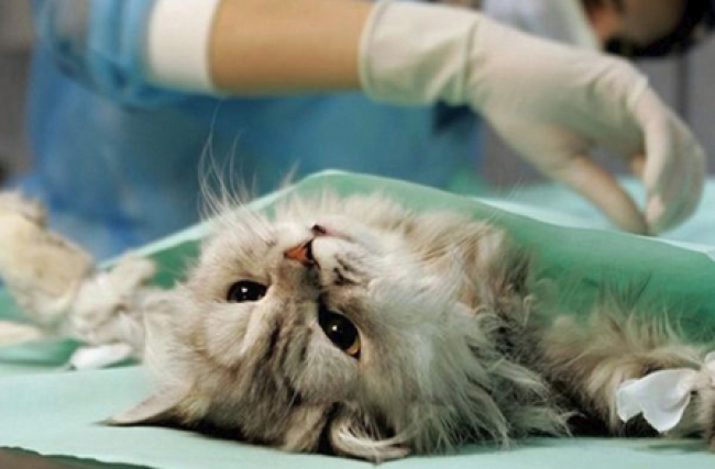 Все самое важное о стерилизации кошек