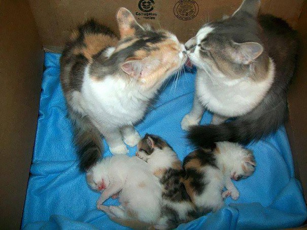 15 мамочек-кошек, которые явно гордятся своими котятами