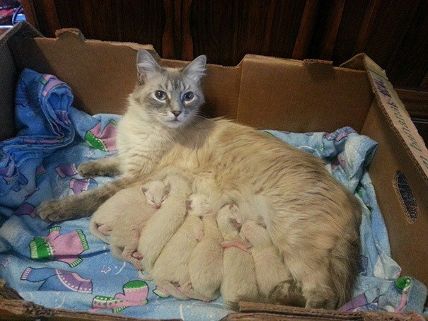 15 мамочек-кошек, которые явно гордятся своими котятами