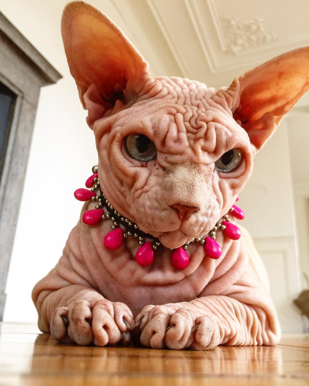 В Инстраграме набирает популярность кот-сфинкс с угрюмой мордочкой