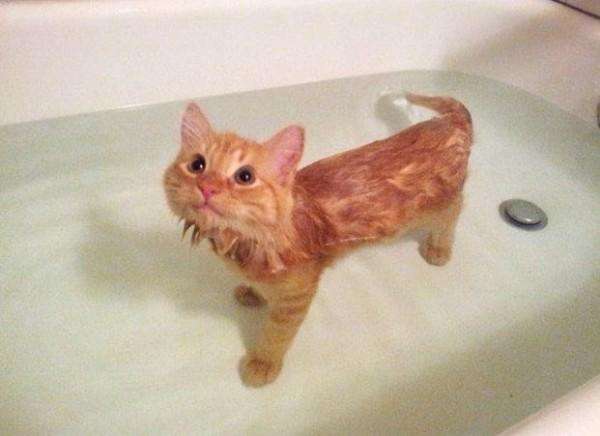 16 котиков, развенчивающих миф о том, что кошки не любят воду