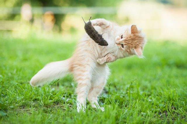 10 факторов риска при самовыгуле: берегите своих кошек от опасности