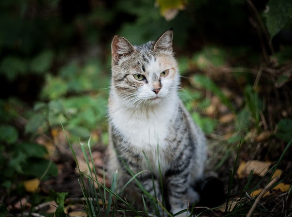 Кошка с красивым именем Латифа долго ждала "своих людей", но не зря