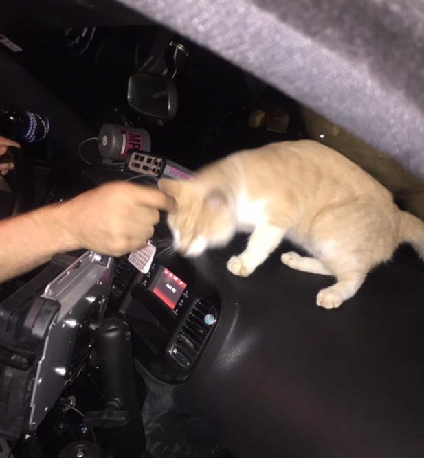 Рыжий кот запрыгнул в полицейскую машину и предложил офицеру дружить