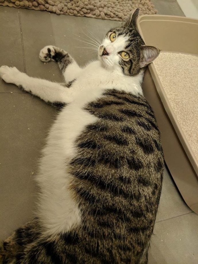 Кошка, живущая в ванной, удивила хозяйку горсткой киндер-сюрпризов