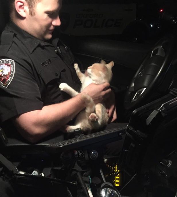 Рыжий кот запрыгнул в полицейскую машину и предложил офицеру дружить
