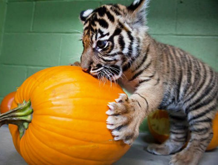 Тигр есть мясо. Тигренок кушает. Тигр ест фрукты. Тигр с тыквой. Тигр ест ягоды.