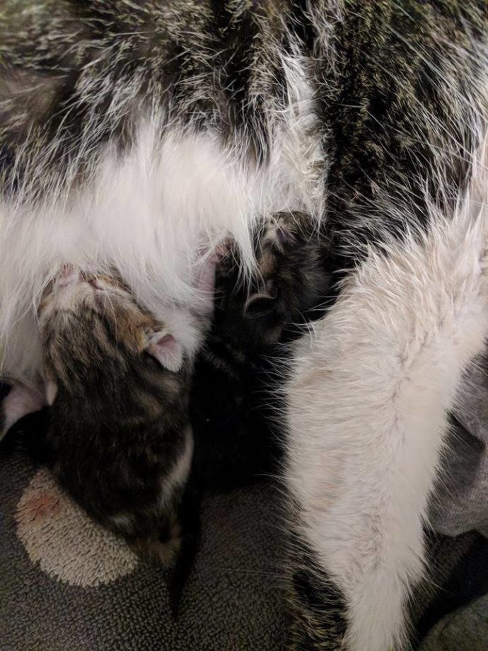 Кошка, живущая в ванной, удивила хозяйку горсткой киндер-сюрпризов