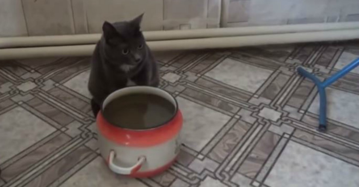 Видео «у кастрюльки»: красотка Беся пьёт воду лапкой