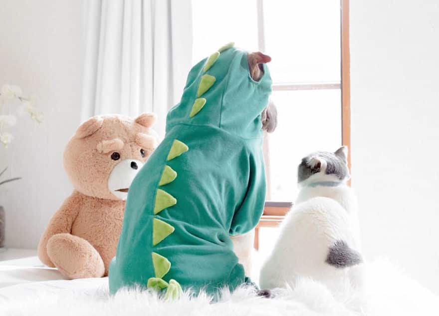 Этот шарпей и кошка – лучшие друзья: очаровательные совместные фото