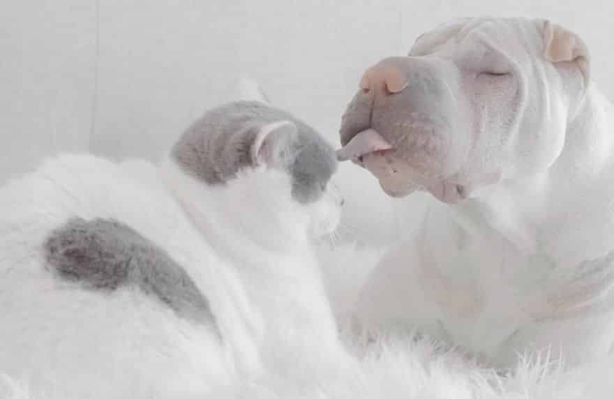 Этот шарпей и кошка – лучшие друзья: очаровательные совместные фото
