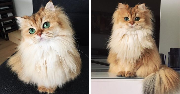 Топ самых красивых кошек интернета