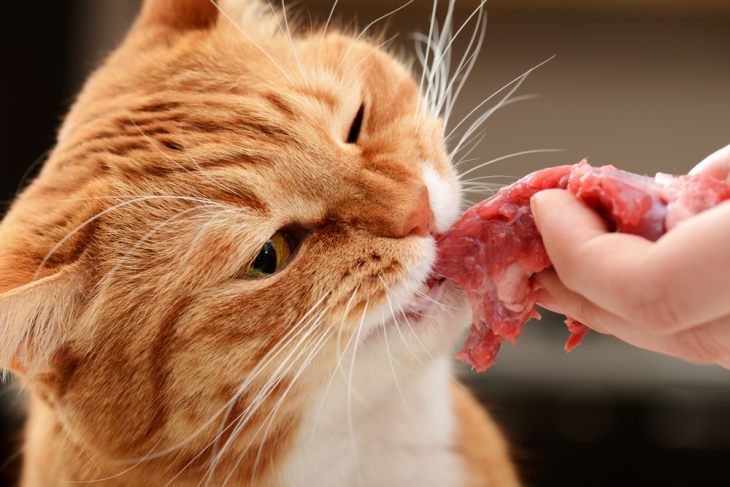Комнатный хищник — можно ли давать коту сырое мясо