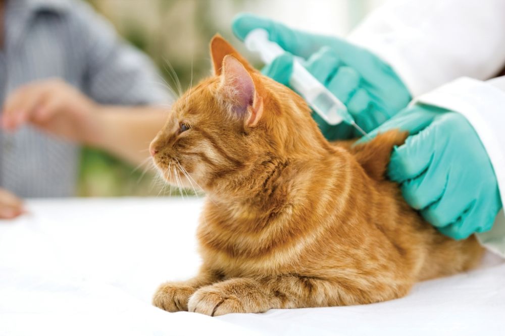 Прививки для котят: какие, как и когда