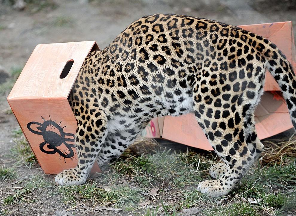 Большим котам тоже нравятся коробки