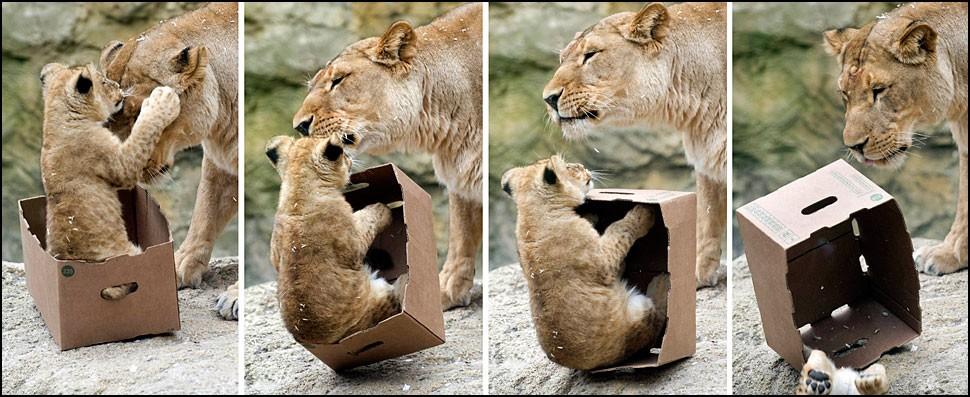 Большим котам тоже нравятся коробки