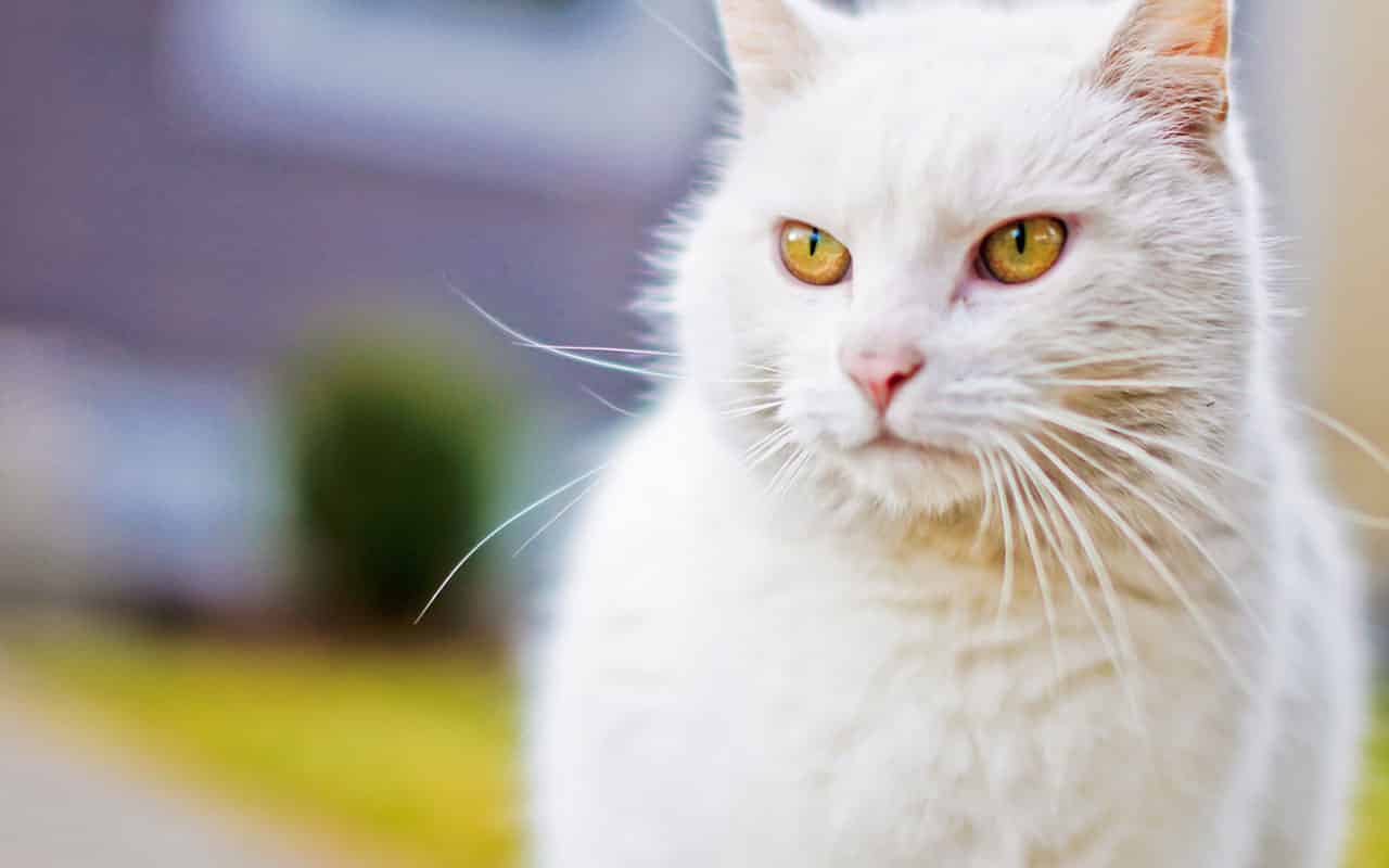 Очаровательные белые котики – как символ чистоты и света