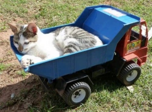 Коты-автомобилисты