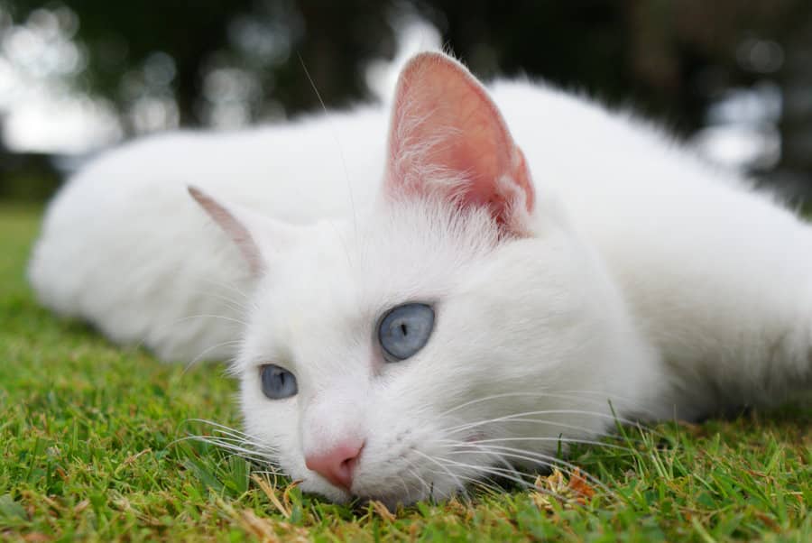 Очаровательные белые котики – как символ чистоты и света