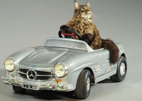 Коты-автомобилисты