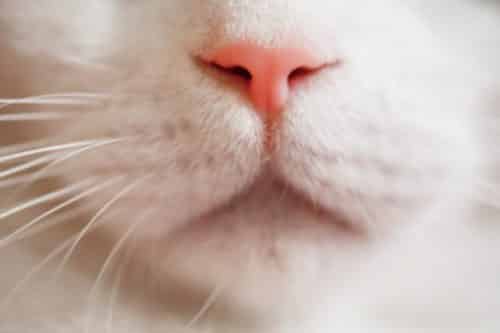 12 фактов о кошках для начинающих