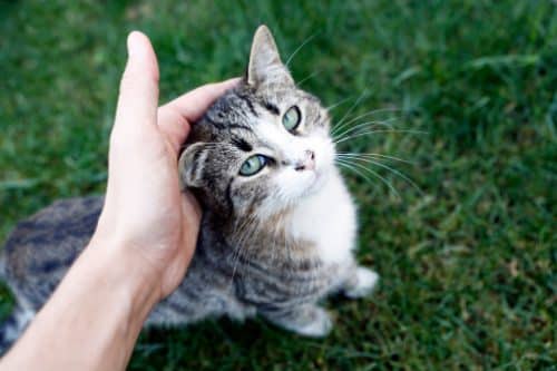 12 фактов о кошках для начинающих