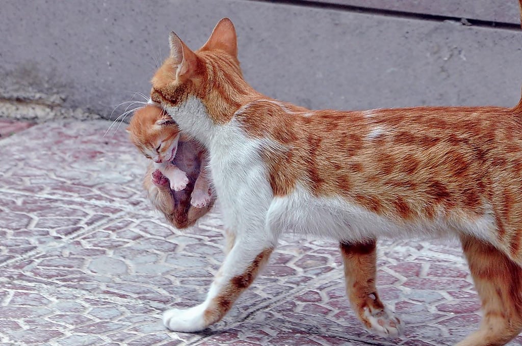 Почему мамы-кошки таскают своих котят в зубах