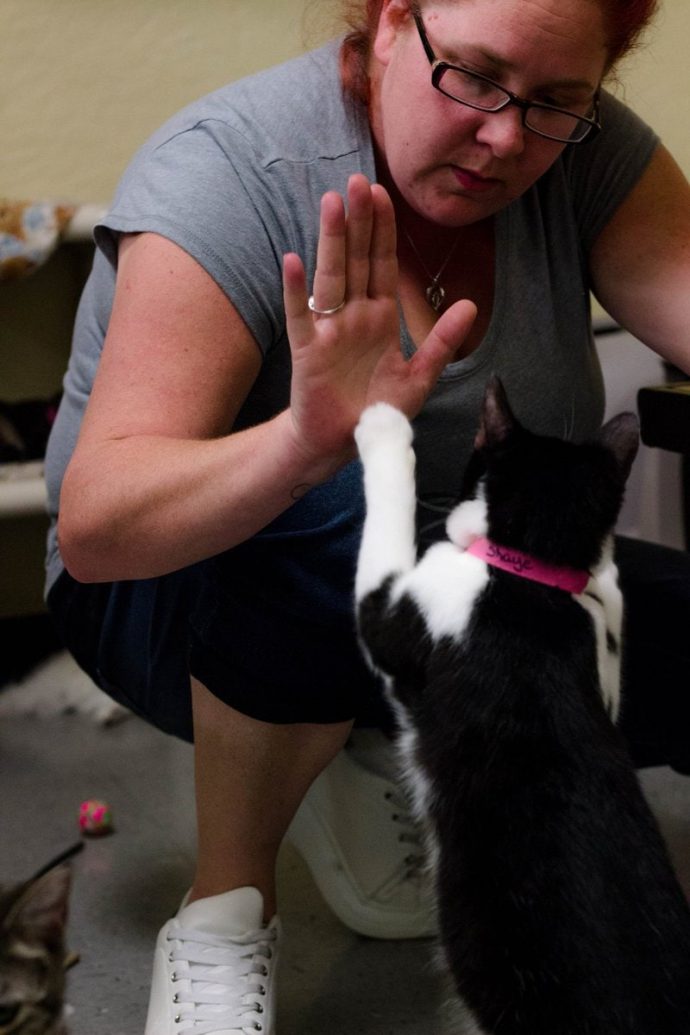 Мужчина учит приютских котов хитрым трюкам, чтобы они скорее нашли дом