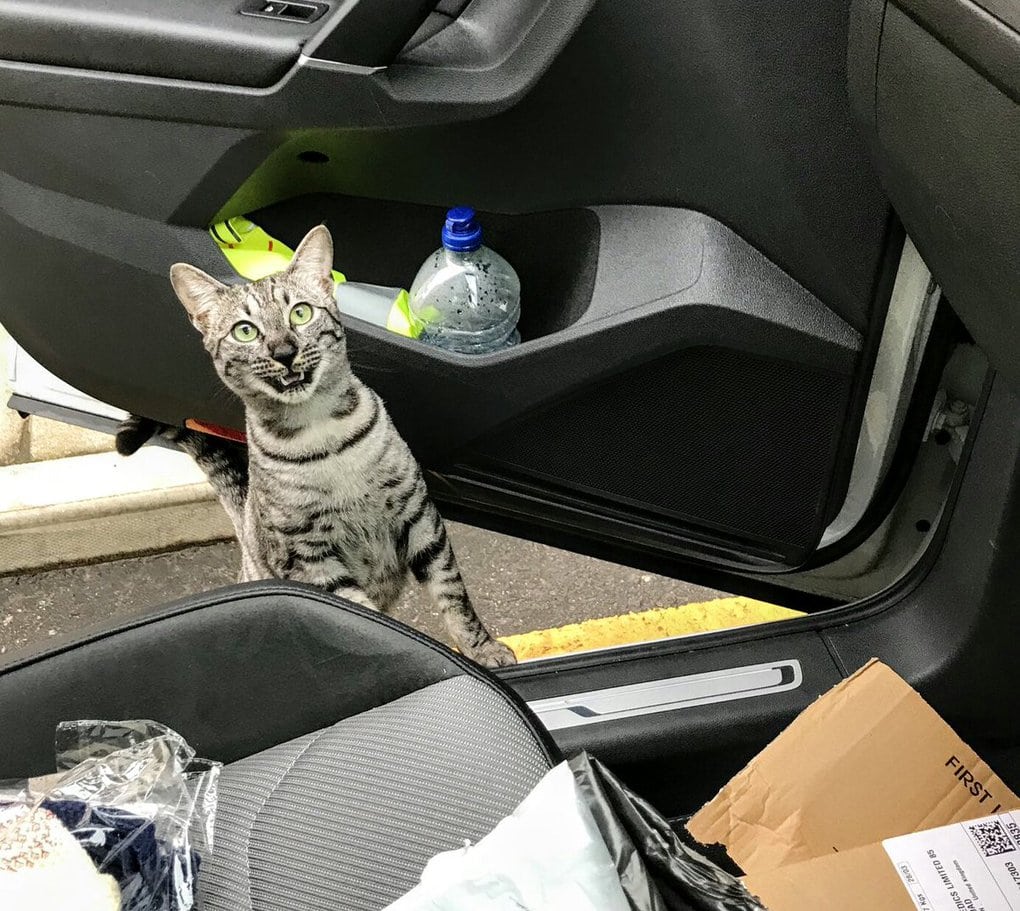 Мужчина ехал домой на машине и случайно встретил своего кота