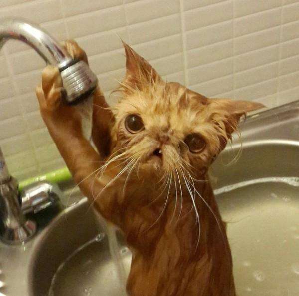 16 котиков, развенчивающих миф о том, что кошки не любят воду