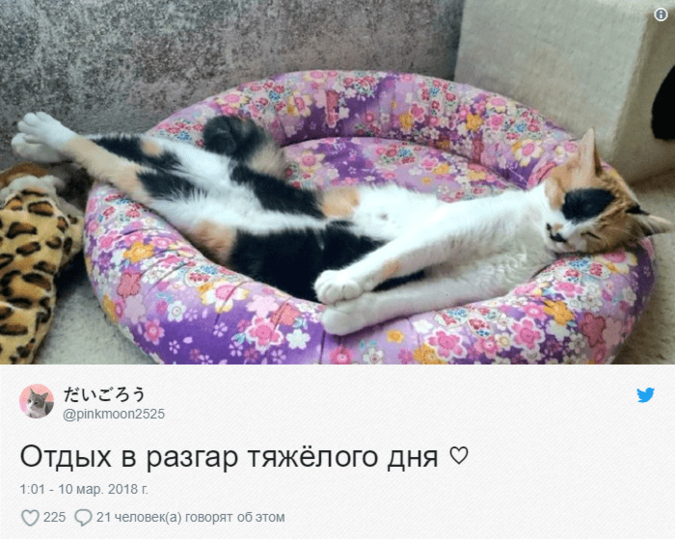 У кого кот длиннее: в интернете стартовал новый уморительный флешмоб